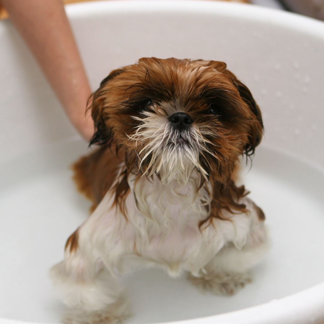 Pet Care