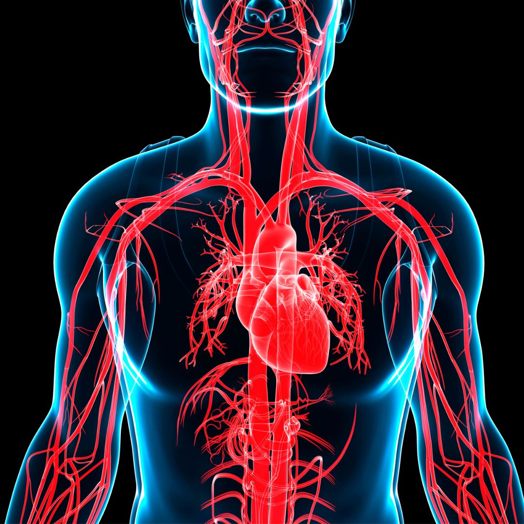 Cardiovascular Support