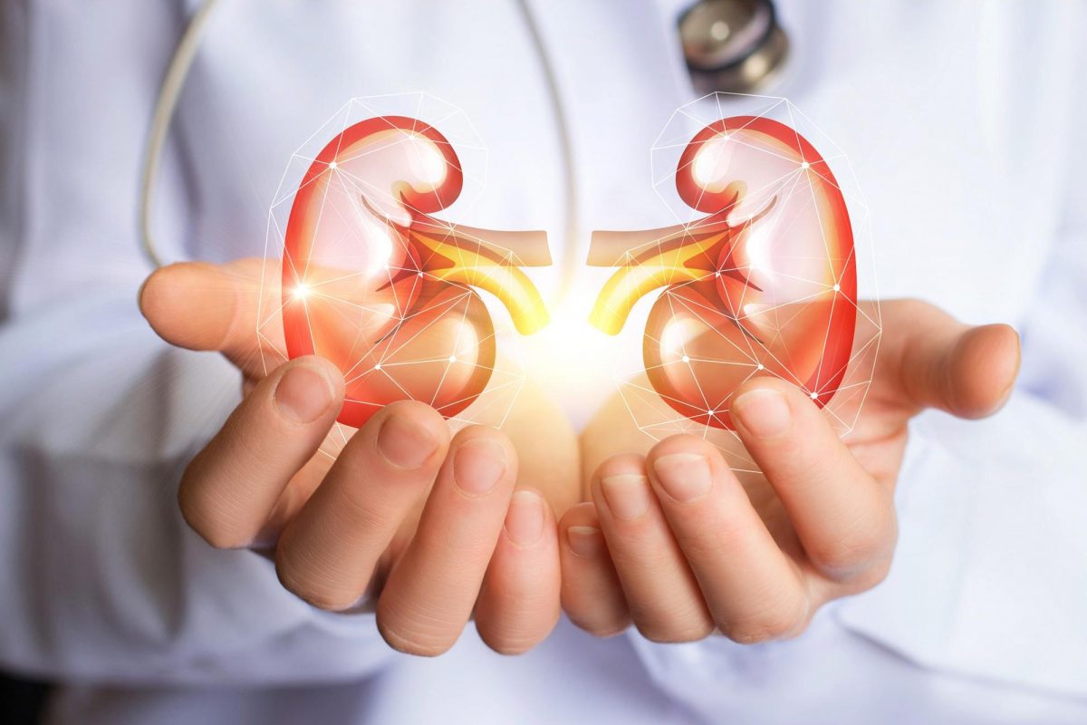 kidney Alkaione-alkaione/alkaione.com
